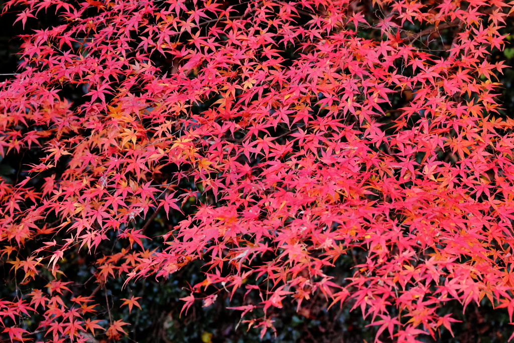 虎渓山永保寺