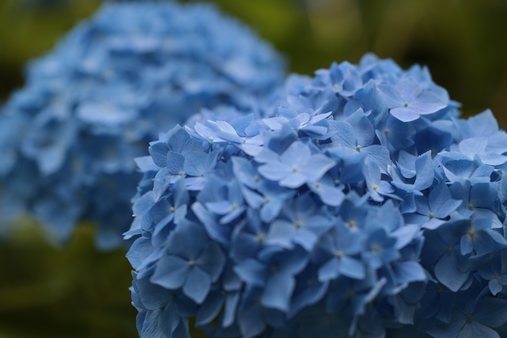 初夏の花