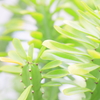 やさしい緑