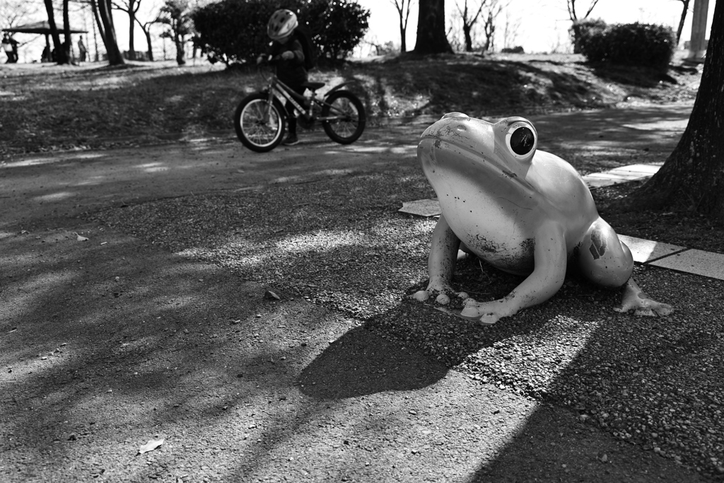 公園の生き物