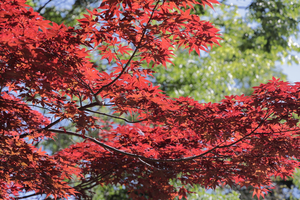初夏の紅葉