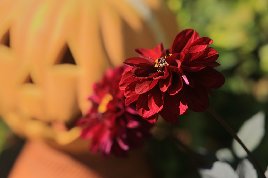 秋の花壇