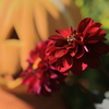 秋の花壇