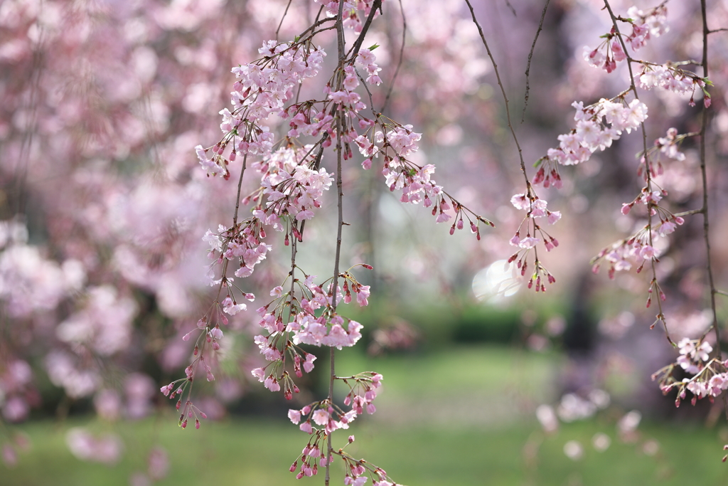 桜の季節2024