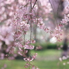 桜の季節2024