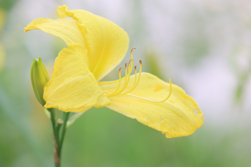 温室の花