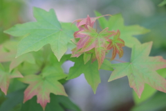 初夏の紅葉