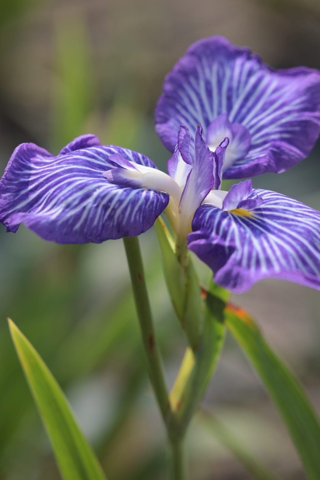初夏の花