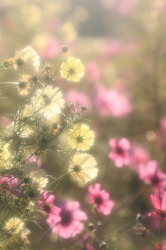 公園の秋桜