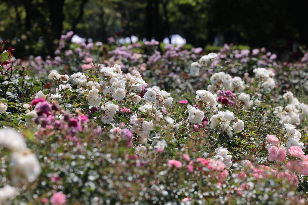 初夏の花