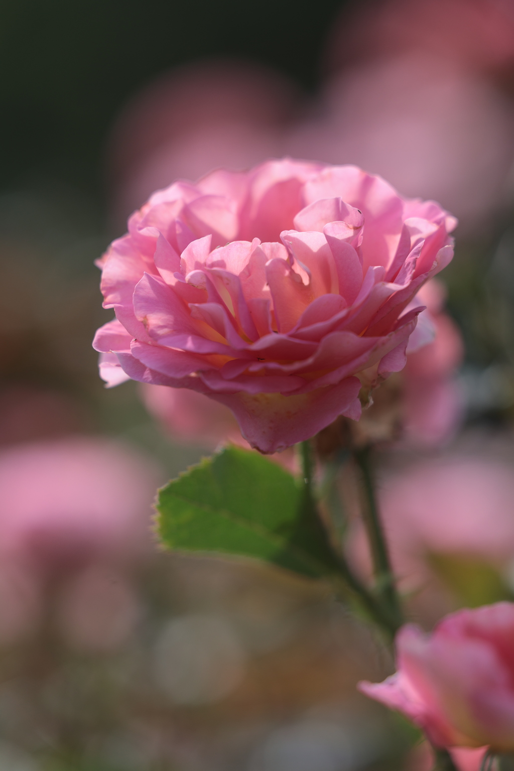 初夏の花