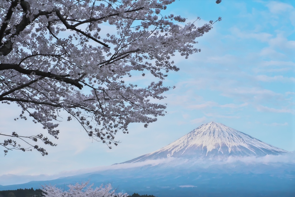 桜富士