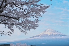 桜富士