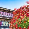 菊祭り