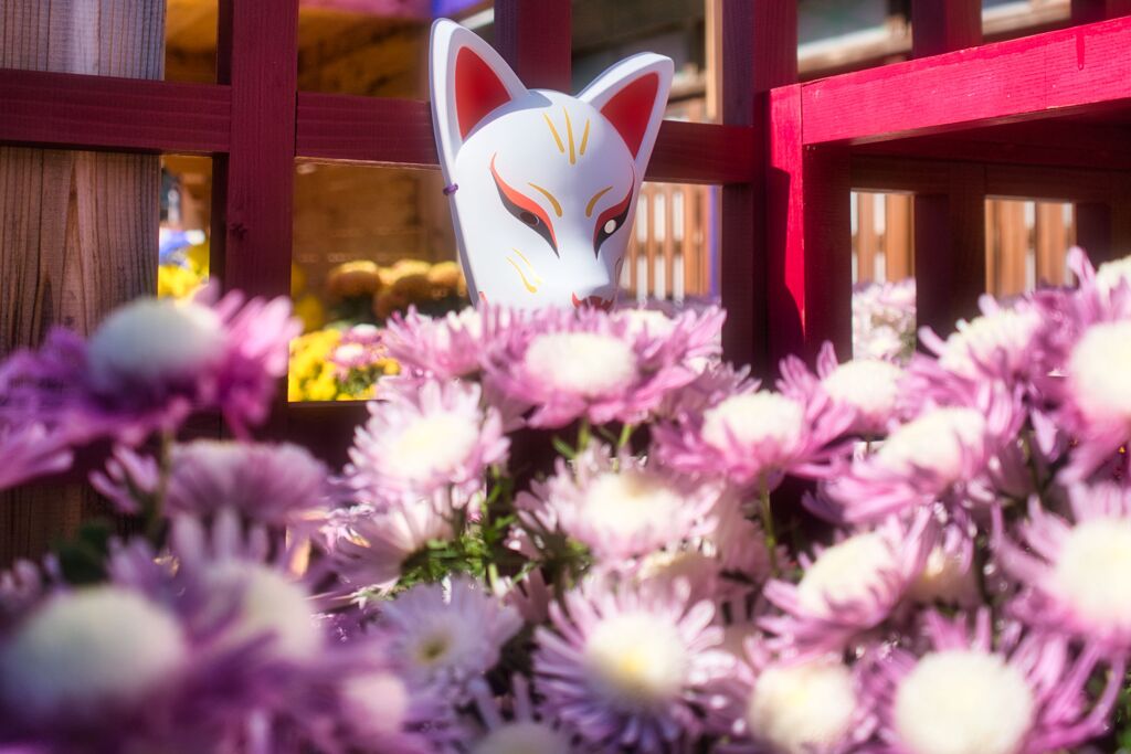 菊祭り