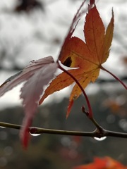 雨と紅葉