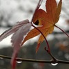 雨と紅葉