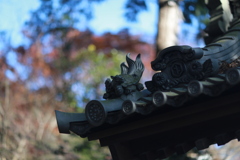 屋根の上の・・カメ