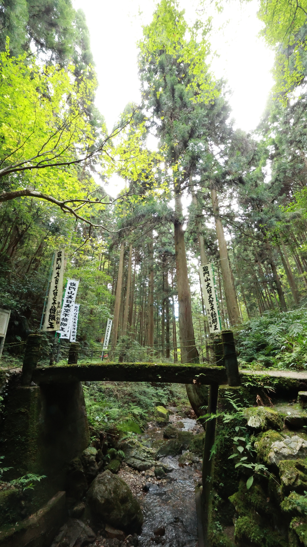 深緑の橋