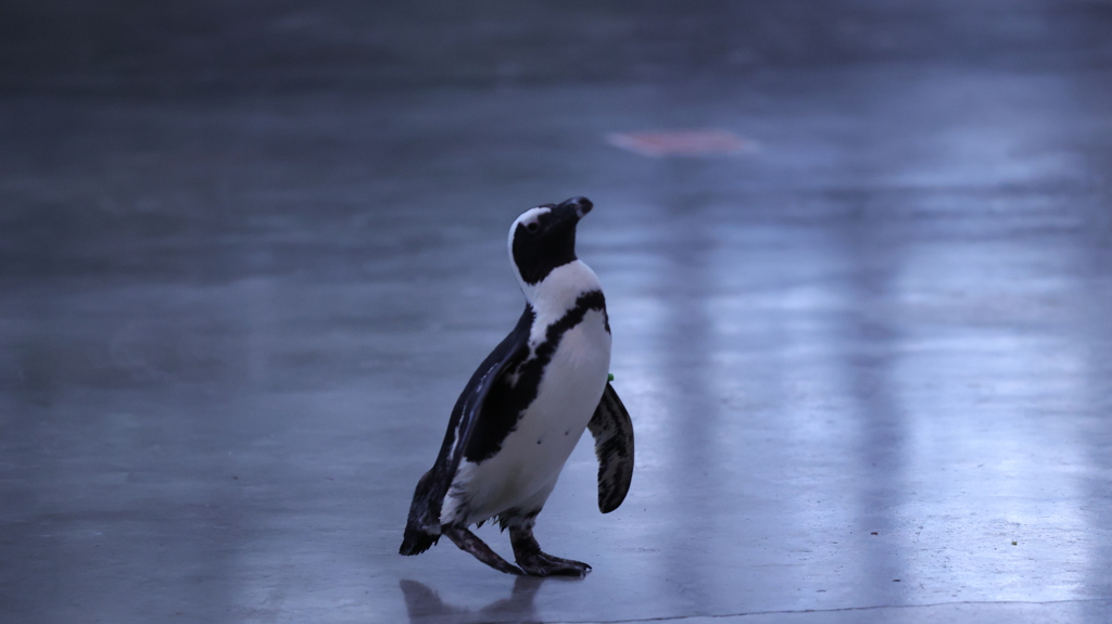 ペンギンさん