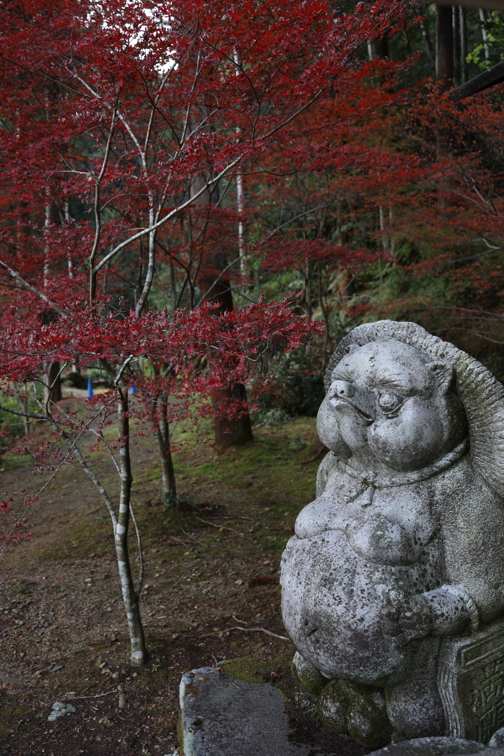 たぬきさんも紅葉を愛でる