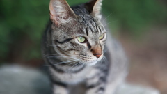 ねこさん、どこ見てる？