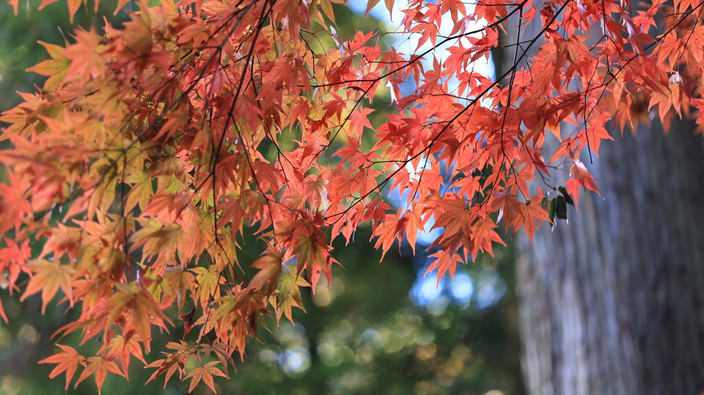 今年の紅葉は終わりですね