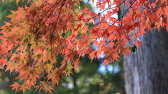 今年の紅葉は終わりですね