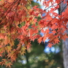 今年の紅葉は終わりですね