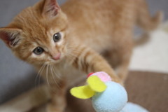 ねこパンチ