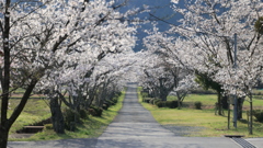 桜を撮ってみました！