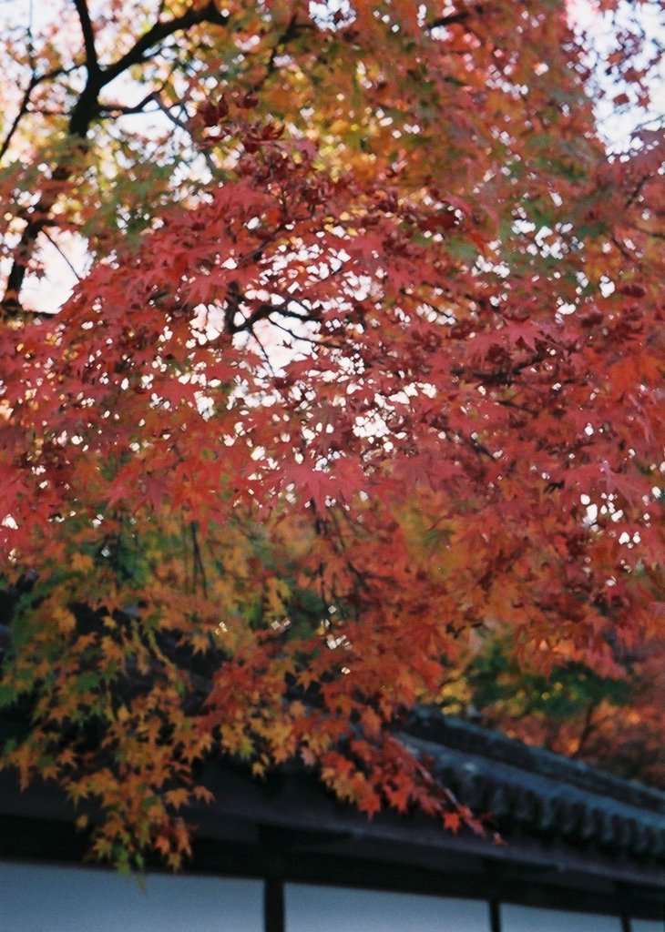 紅葉03