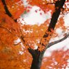 高台寺の紅葉