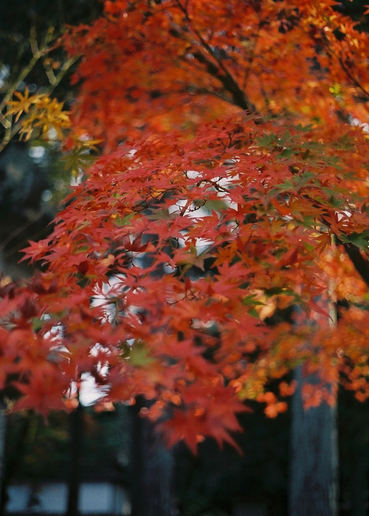 紅葉02