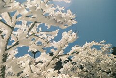 樹氷