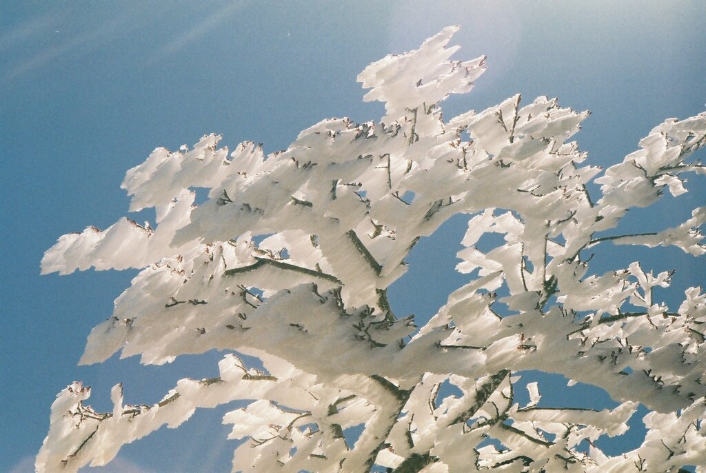 樹氷