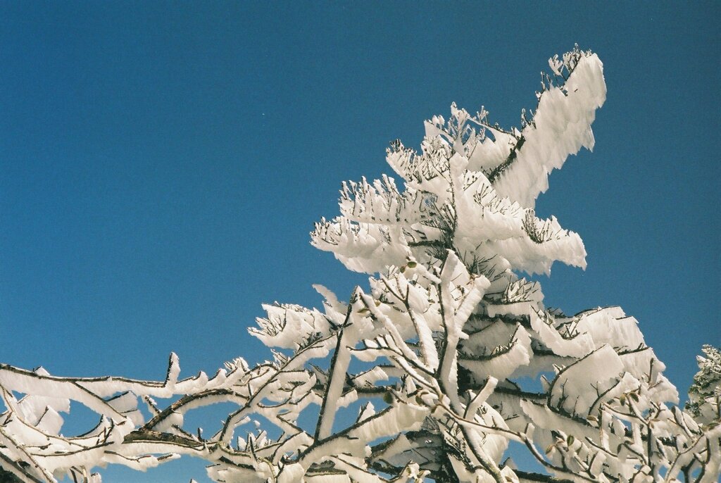 樹氷
