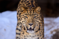旭山動物園：アムールヒョウ