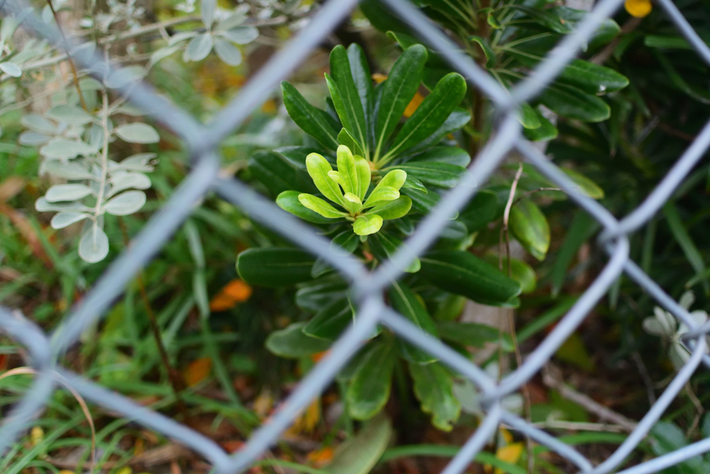 式根島のとべら