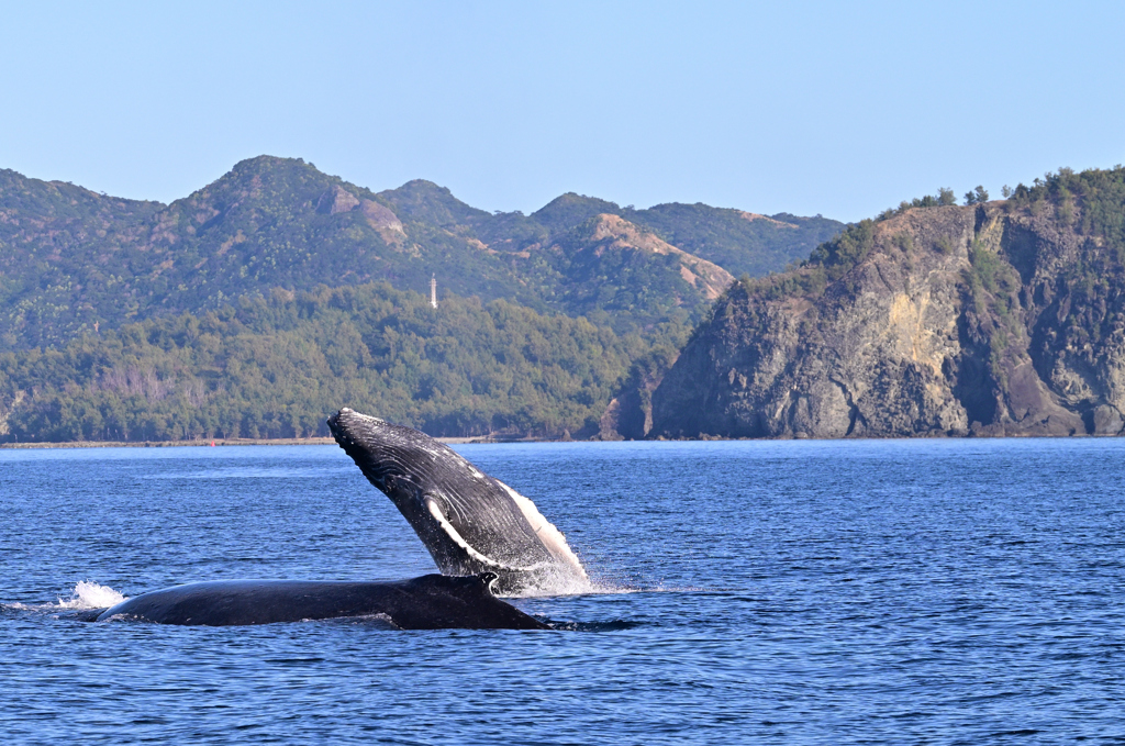 子クジラ