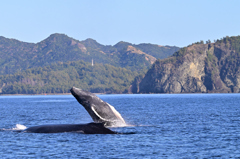 子クジラ