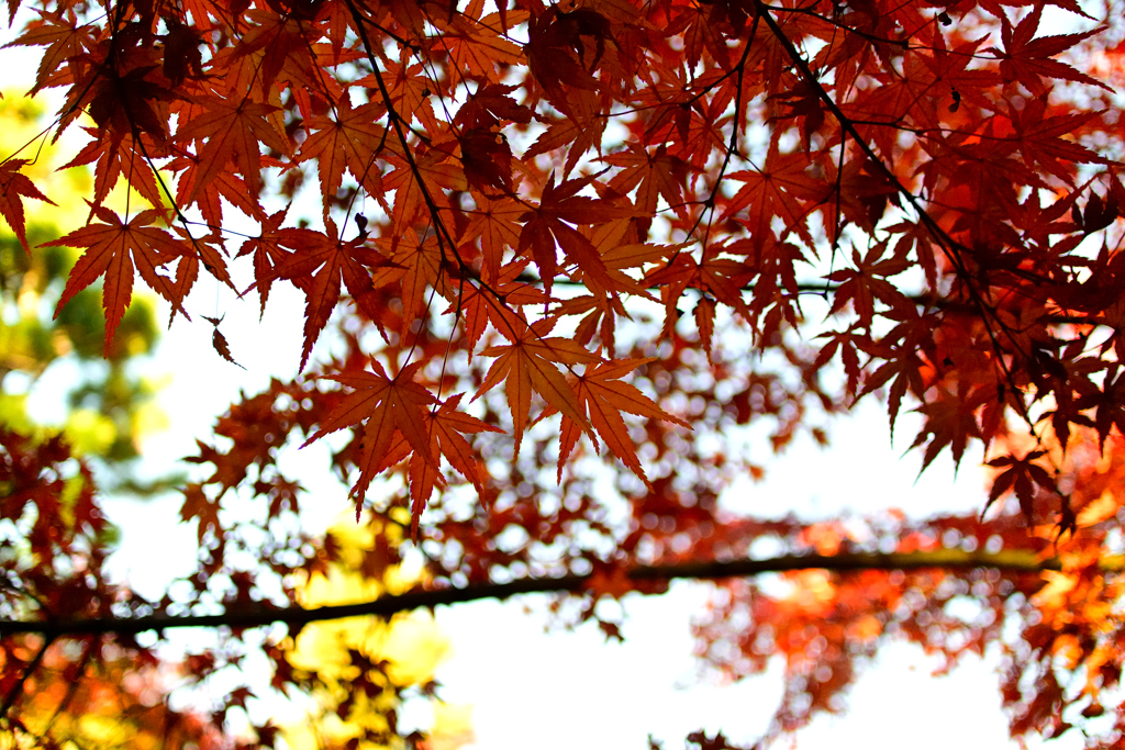 紅葉山公園