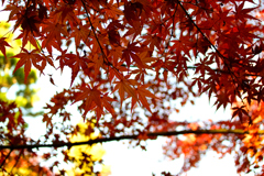 紅葉山公園
