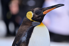 旭山動物園：キングペンギン