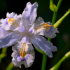 シャガの花