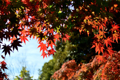 紅葉山公園にて