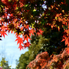 紅葉山公園にて