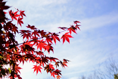 紅葉山公園にて