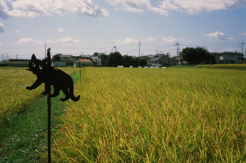 猫のスズメよけ。たぶん。