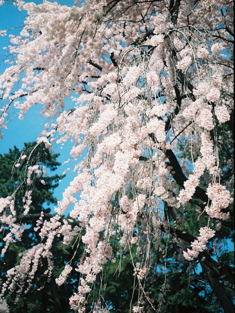 枝垂れ桜